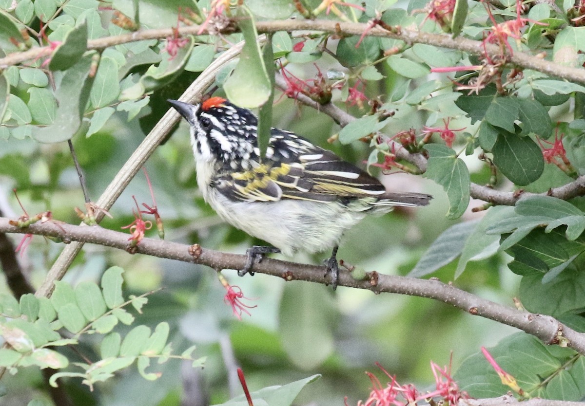 Red-fronted Tinkerbird - ML218563811