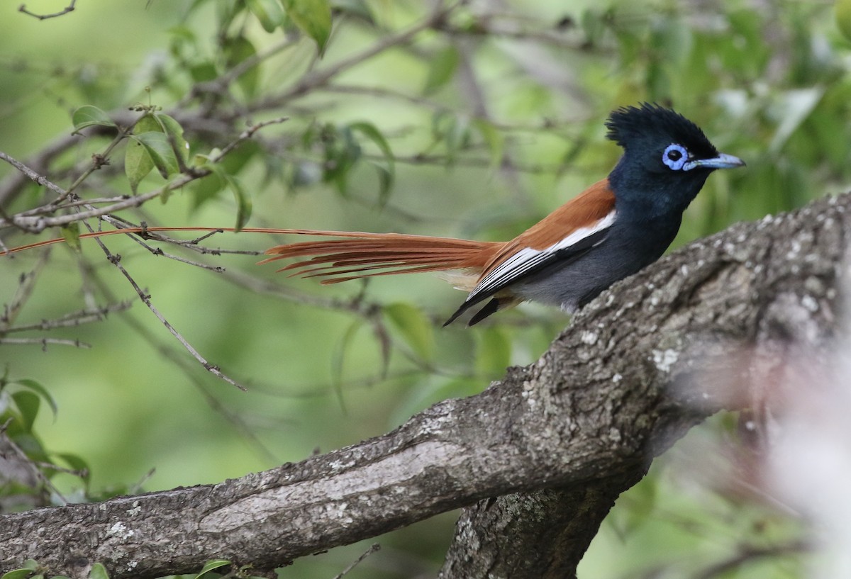 African Paradise-Flycatcher - ML218563851