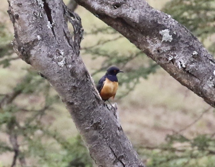 Hildebrandt's Starling - ML218563901