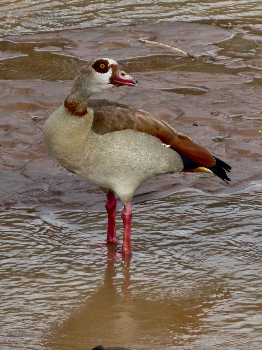 Egyptian Goose - ML218564511