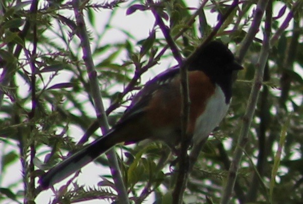 Spotted Towhee - ML21856581
