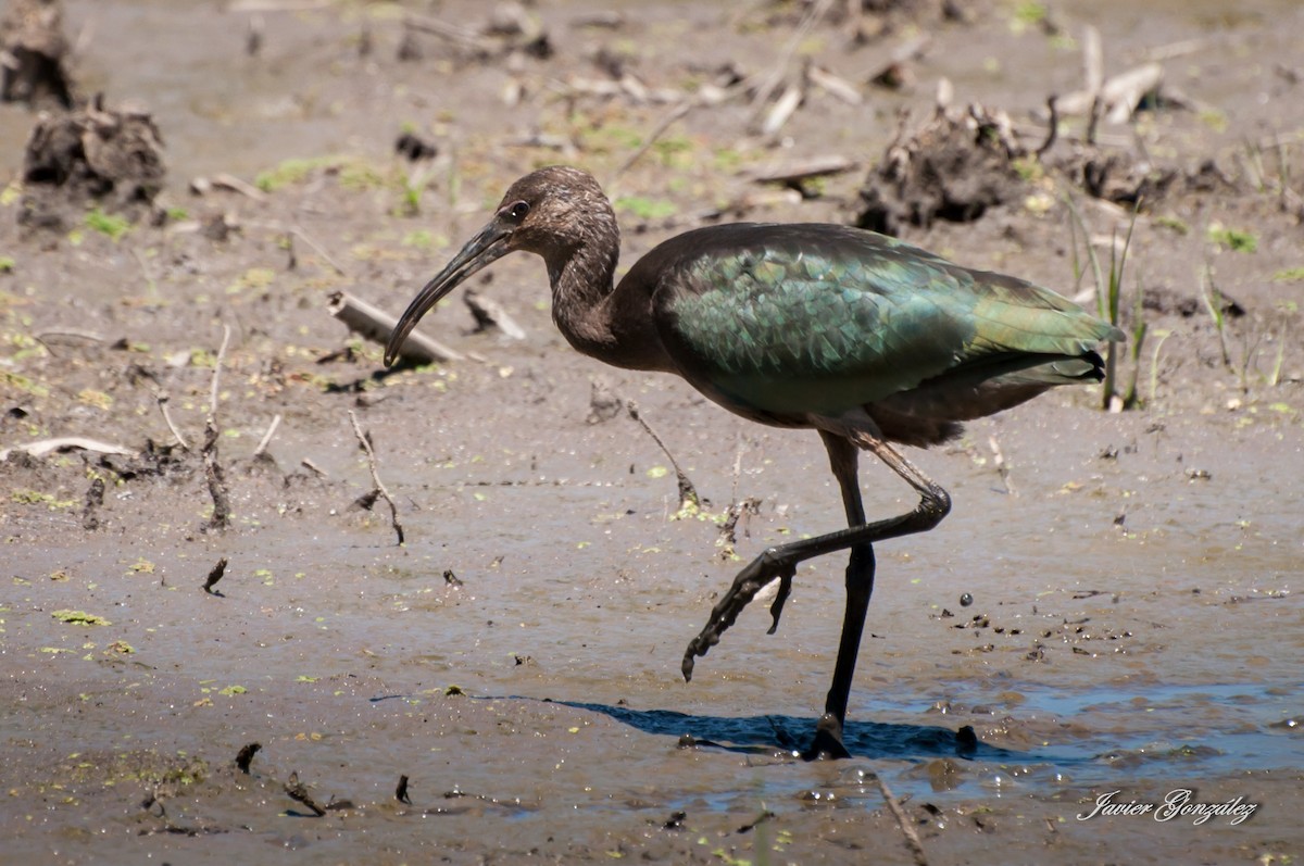 White-faced Ibis - ML218566031