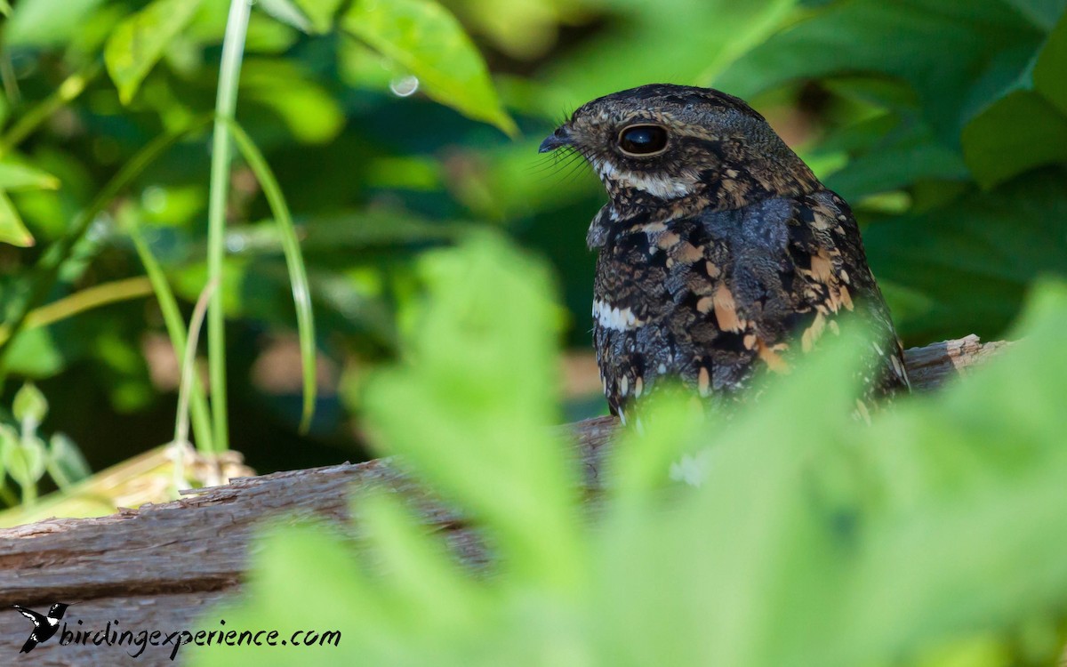 Square-tailed Nightjar - ML218566531