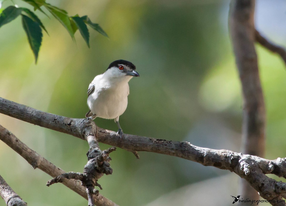 Black-backed Puffback - ML218566811