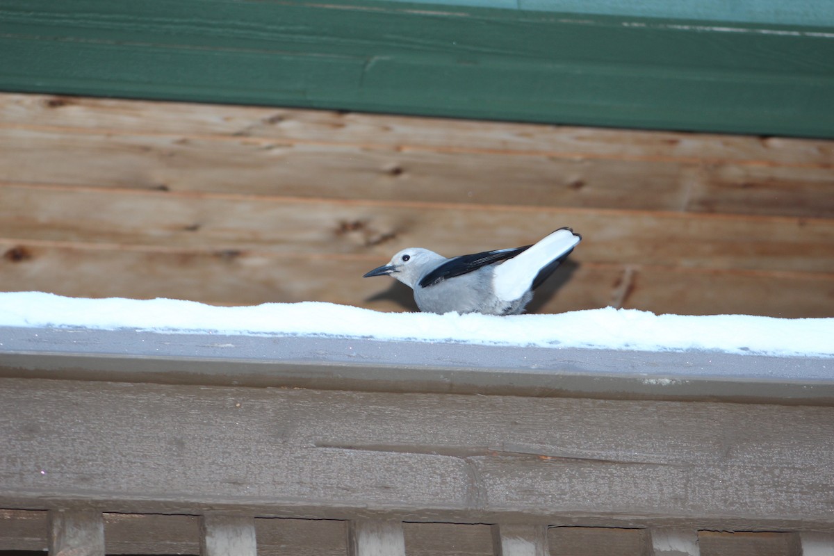 Clark's Nutcracker - ML21856721