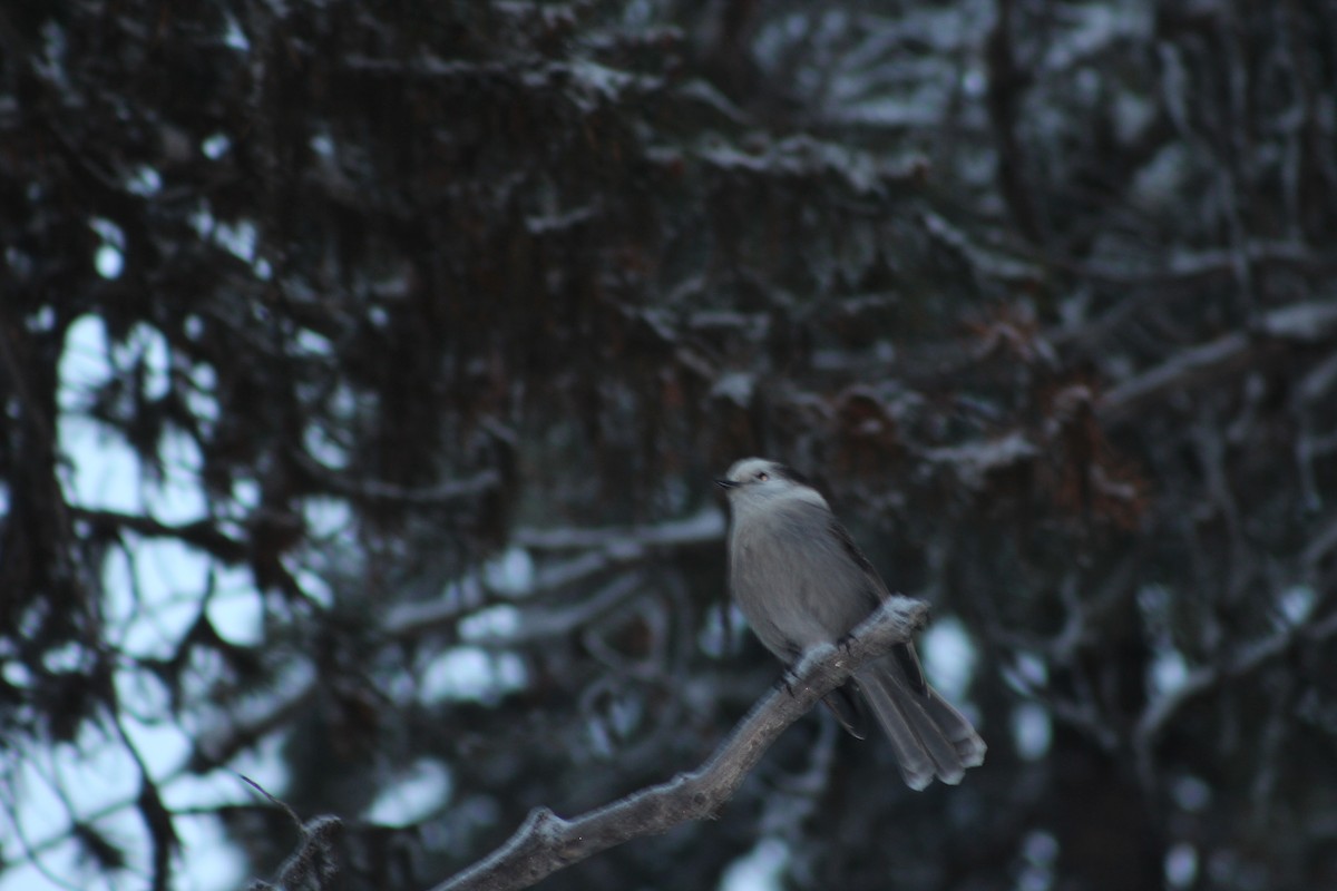 Canada Jay - ML21856741