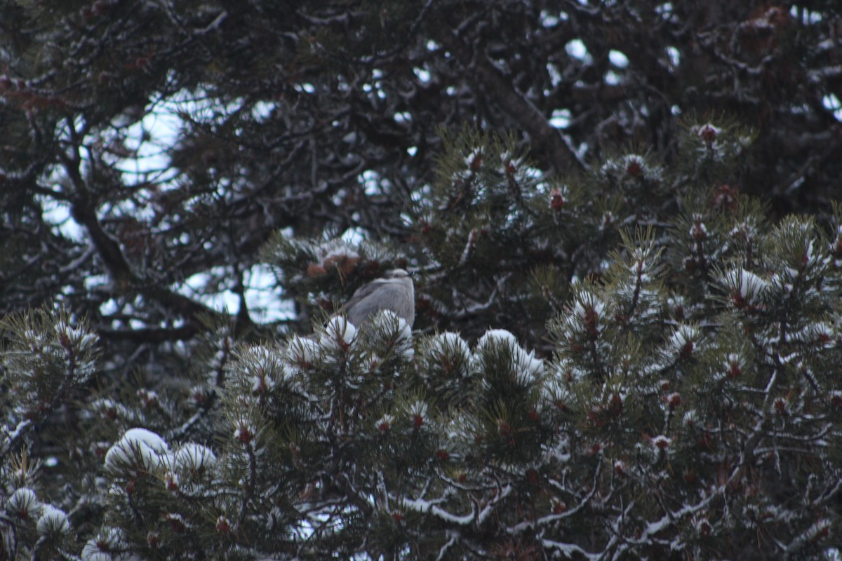 Canada Jay - ML21856751