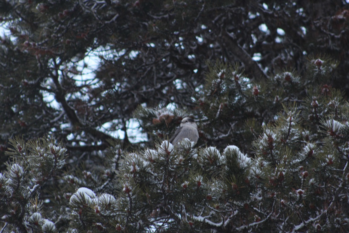 Canada Jay - ML21856761