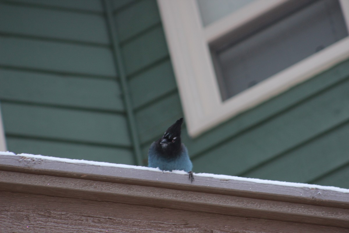 Steller's Jay - ML21856771