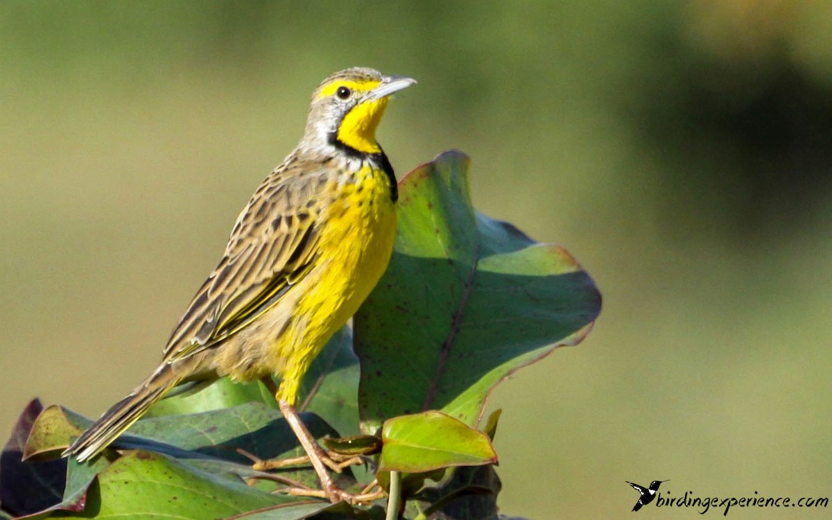 Yellow-throated Longclaw - ML218568281