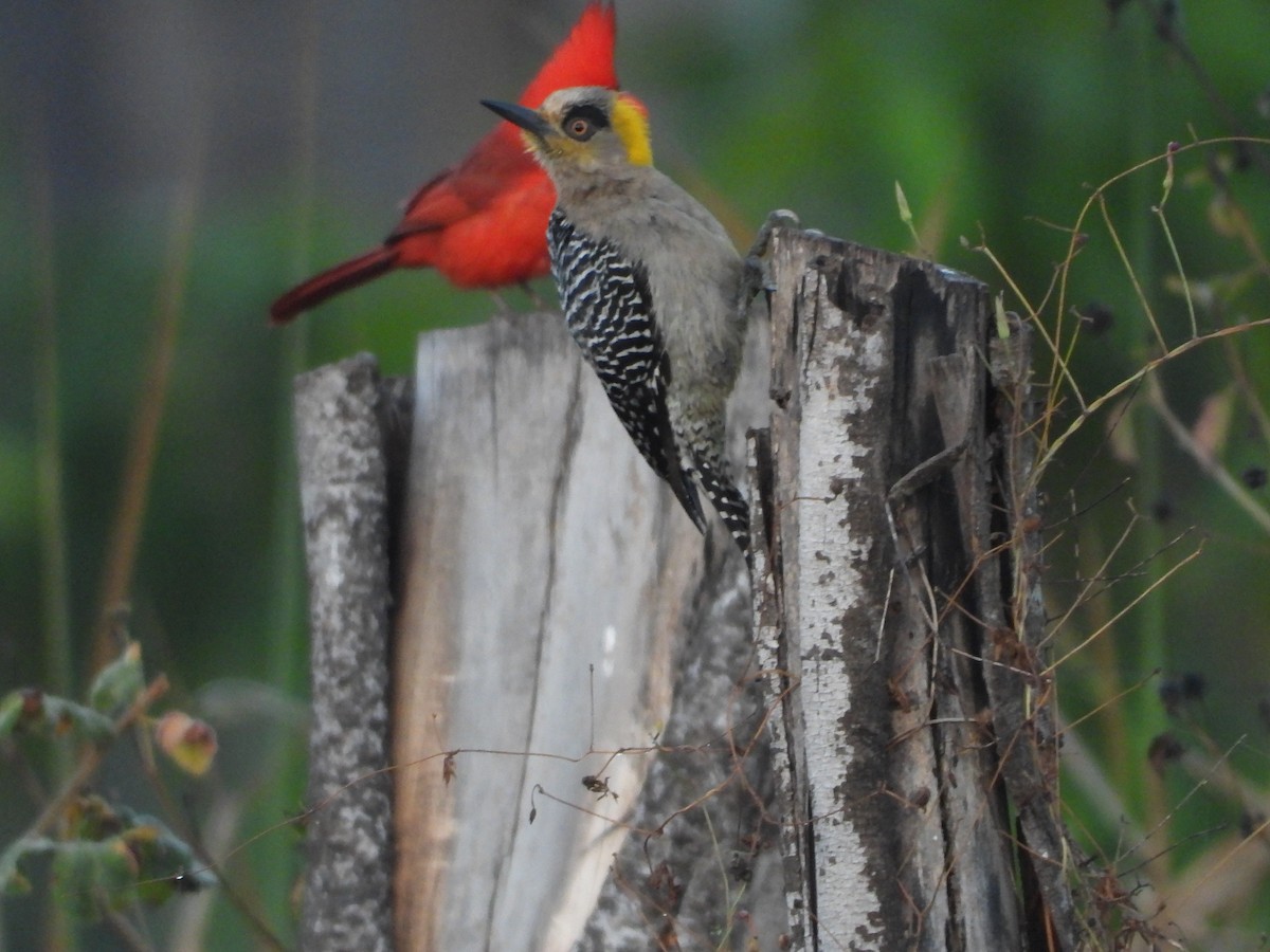 Golden-cheeked Woodpecker - ML218568951