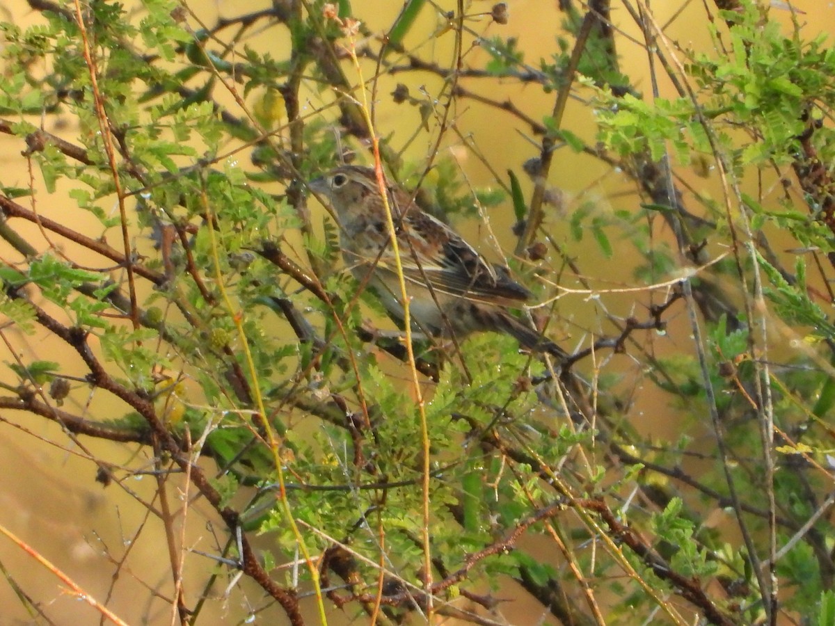 Grasshopper Sparrow - ML218569781