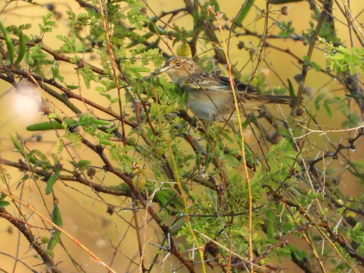 Grasshopper Sparrow - ML218569831