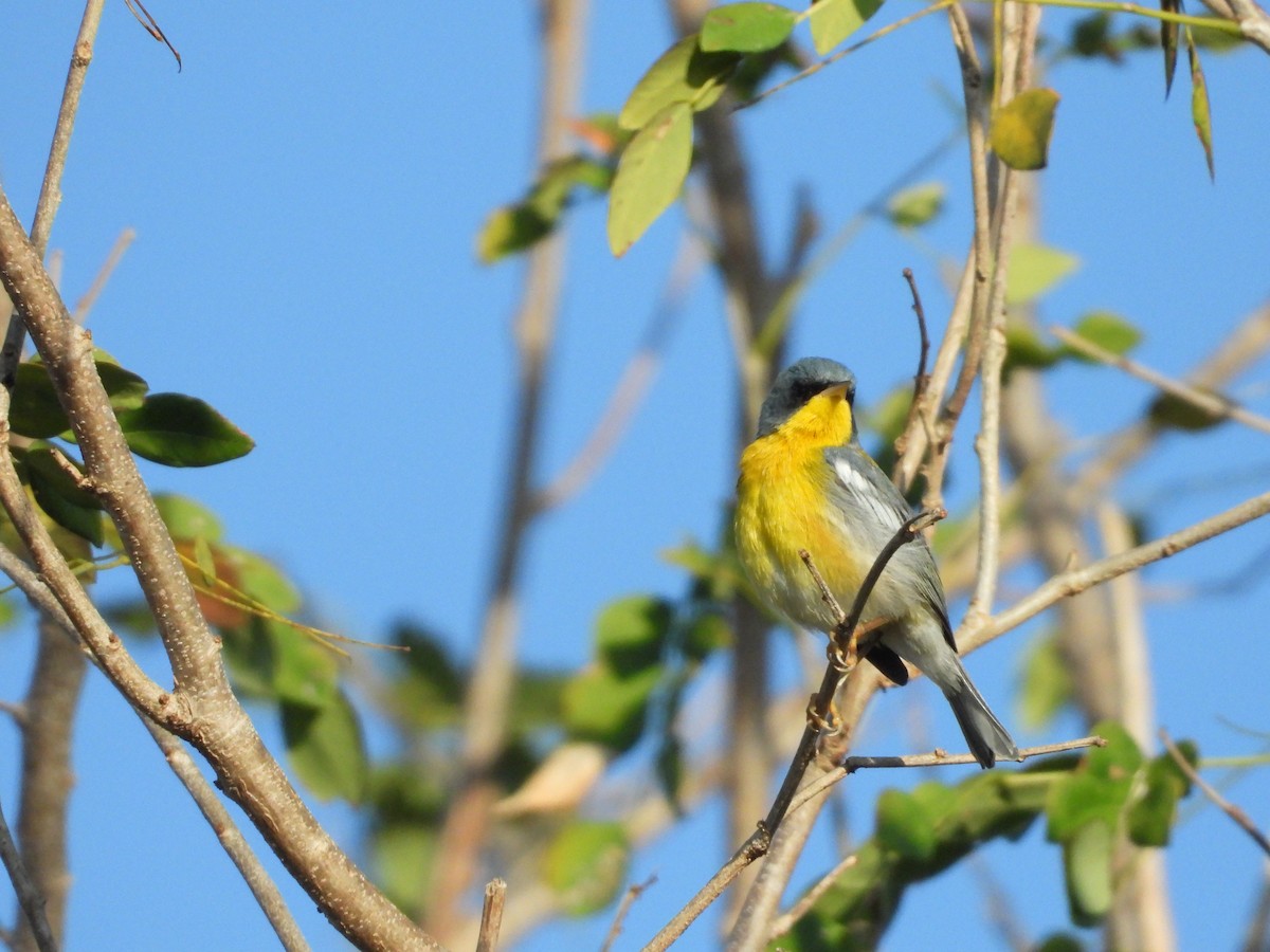 Tropical Parula - ML218569951