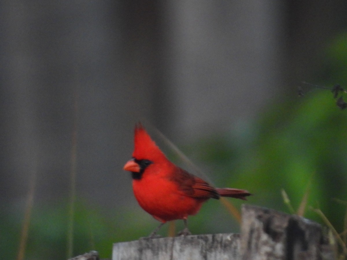 Northern Cardinal - ML218570221