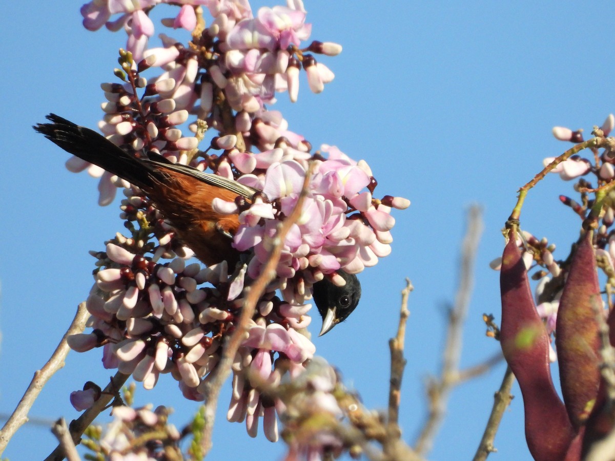 Orchard Oriole - ML218570431