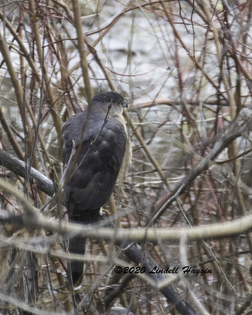 Cooper's Hawk - ML218571891