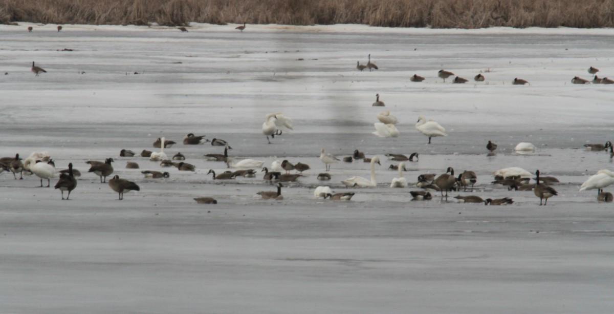 Snow Goose - ML218572311