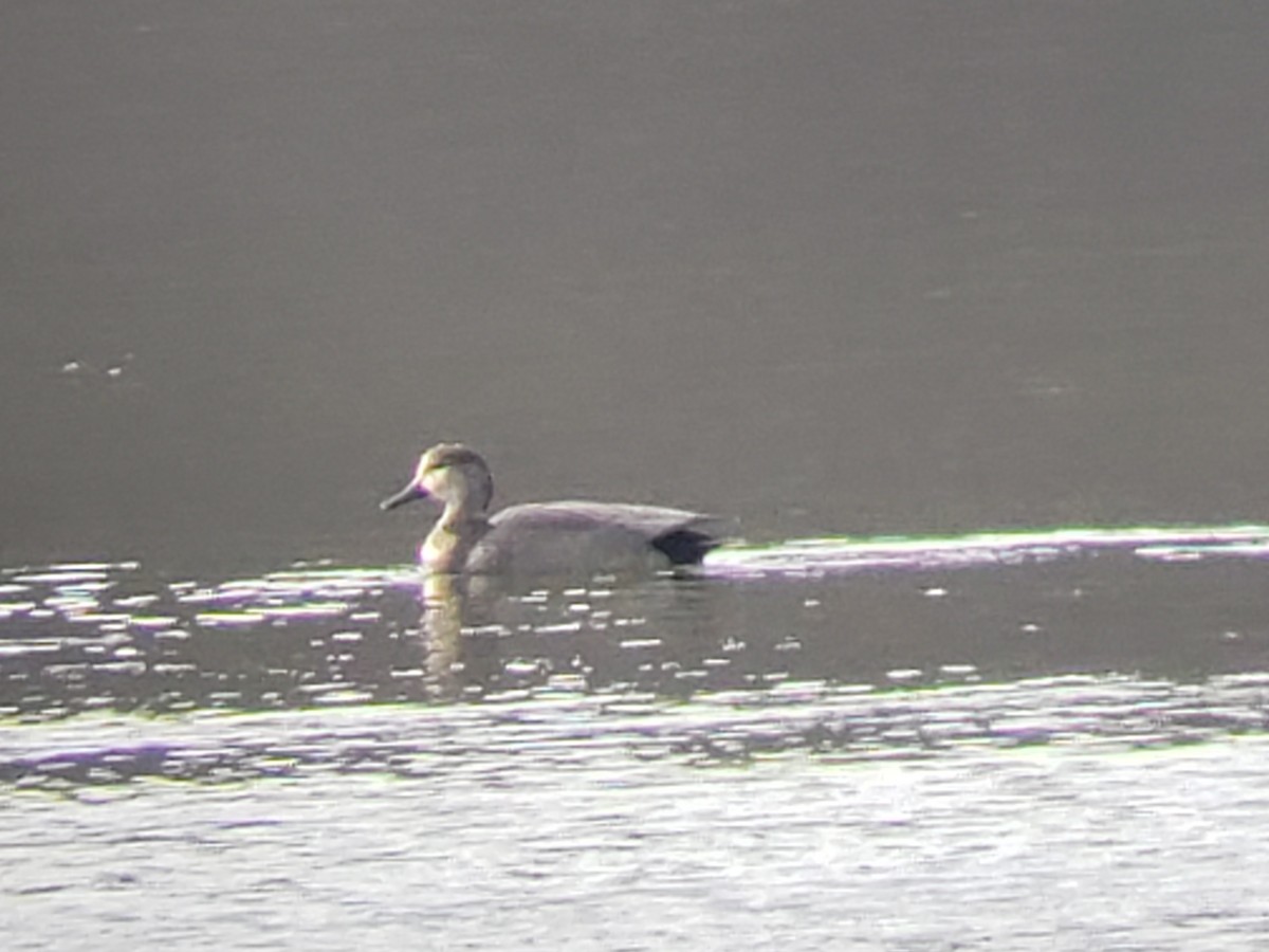 Canard chipeau - ML218572401