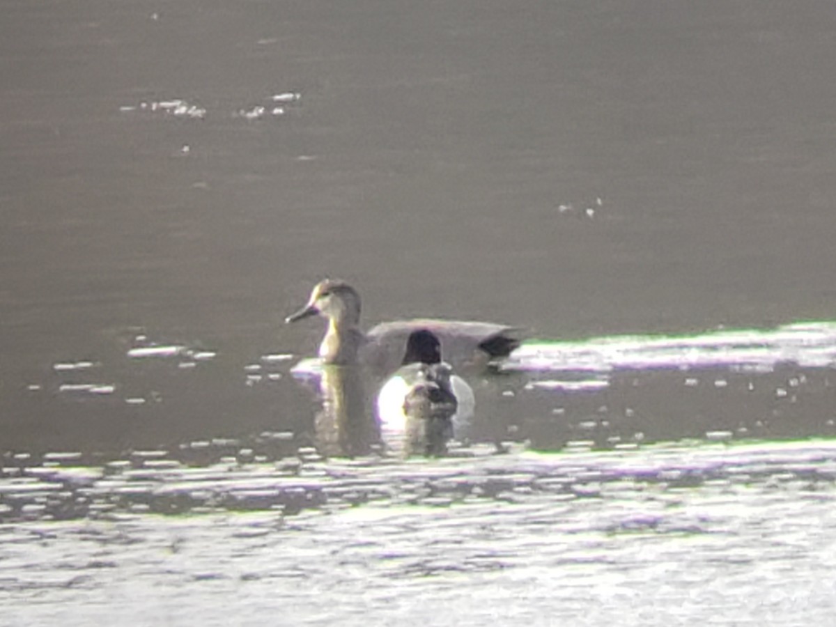 Canard chipeau - ML218572781