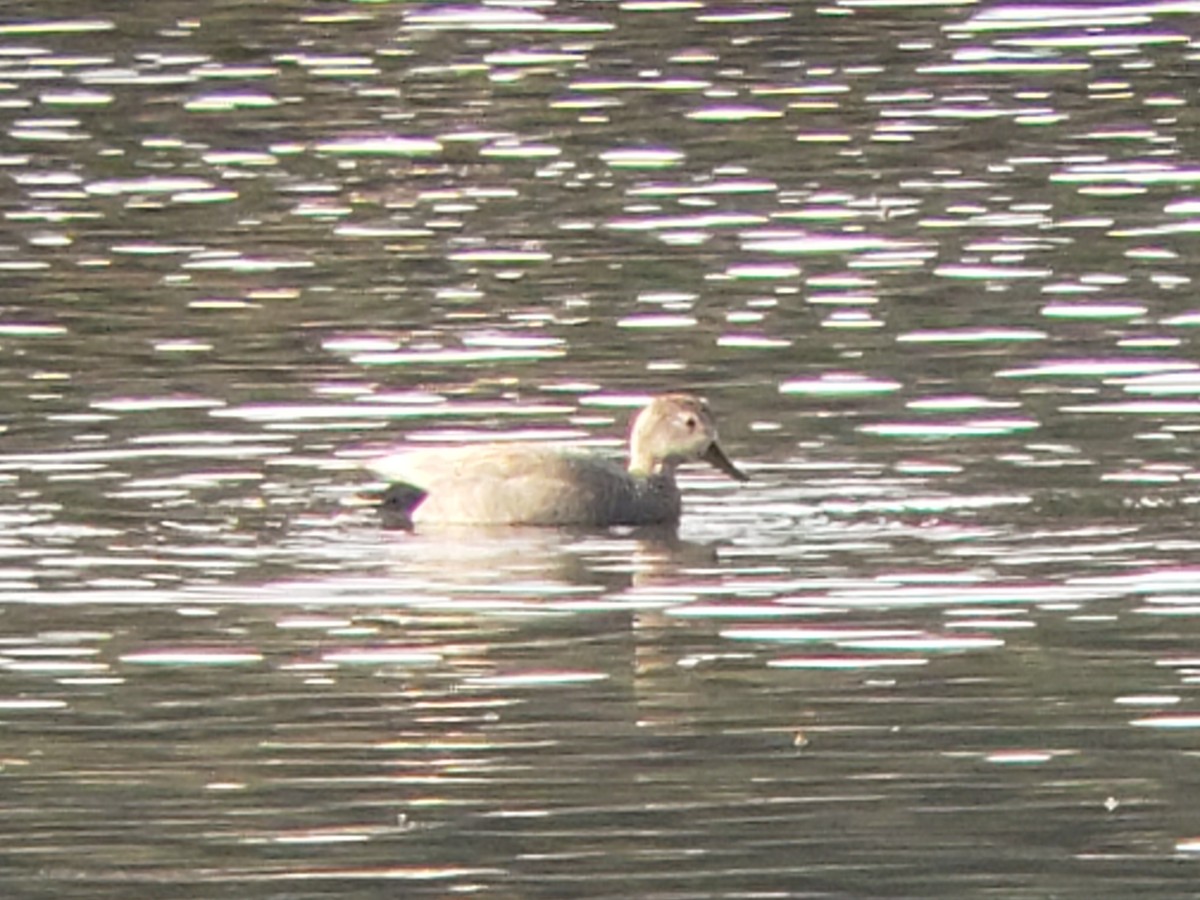 Gadwall - ML218572811