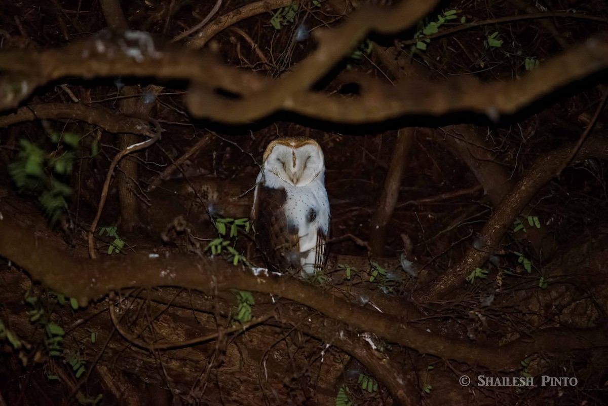 Barn Owl - ML21857301