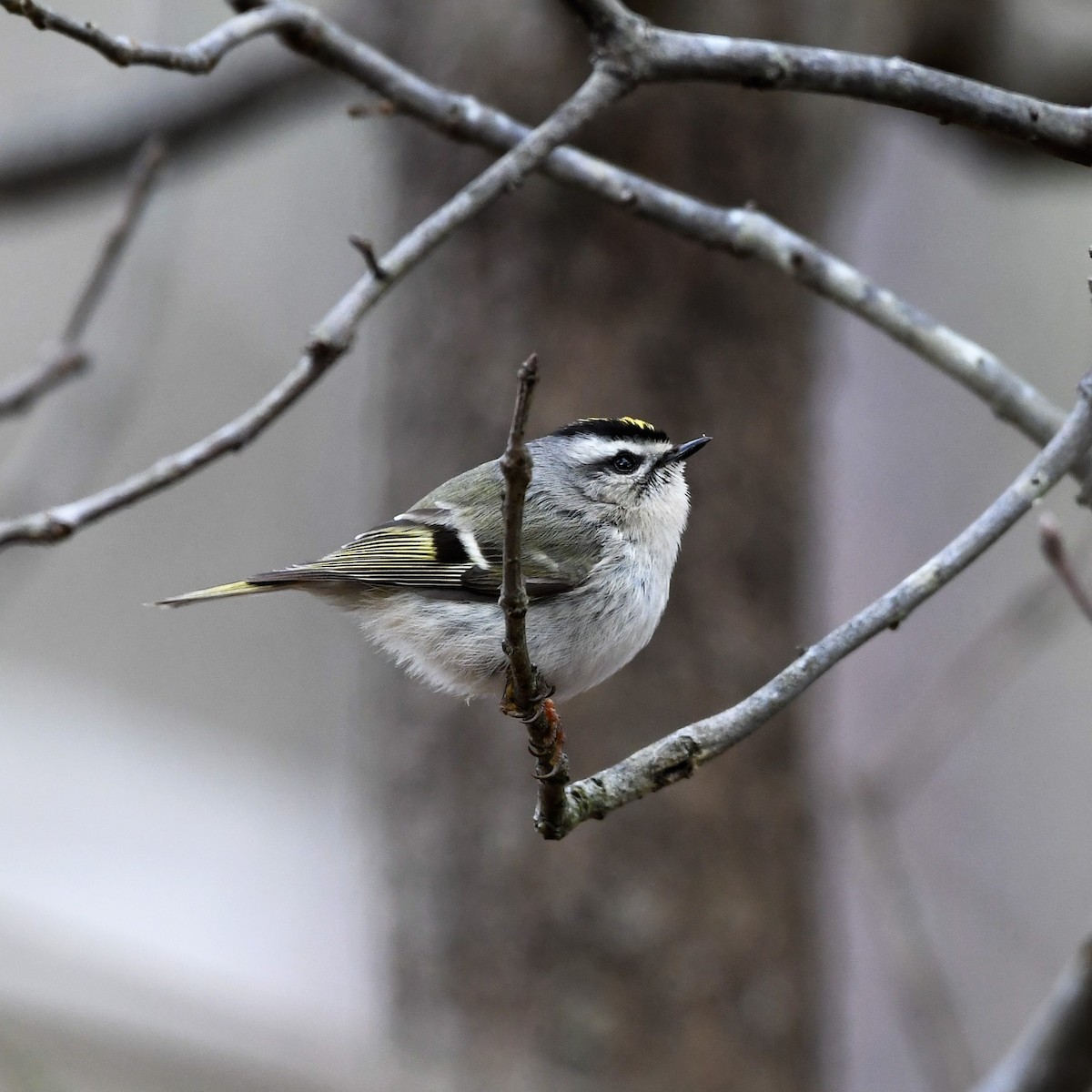 Golden-crowned Kinglet - Mary Brennan