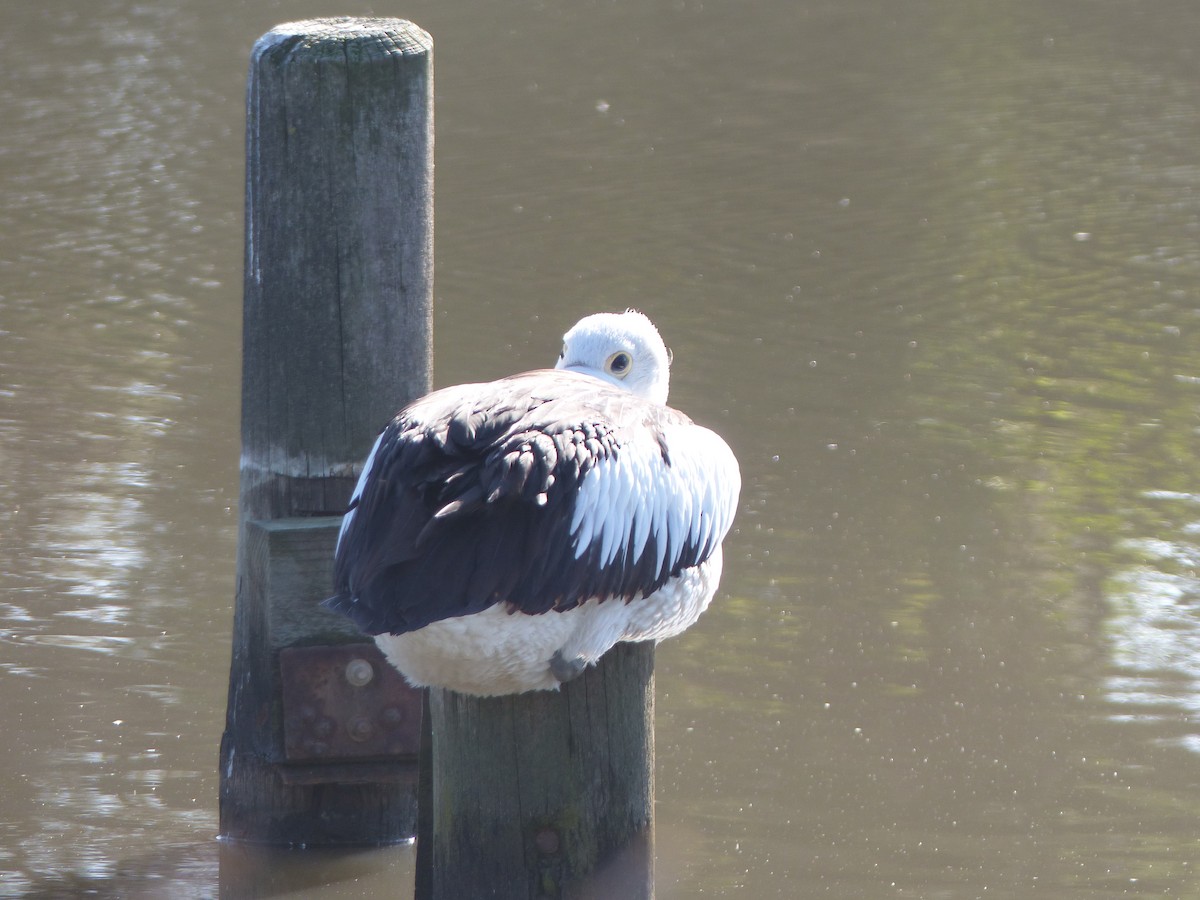 Australian Pelican - ML218575211