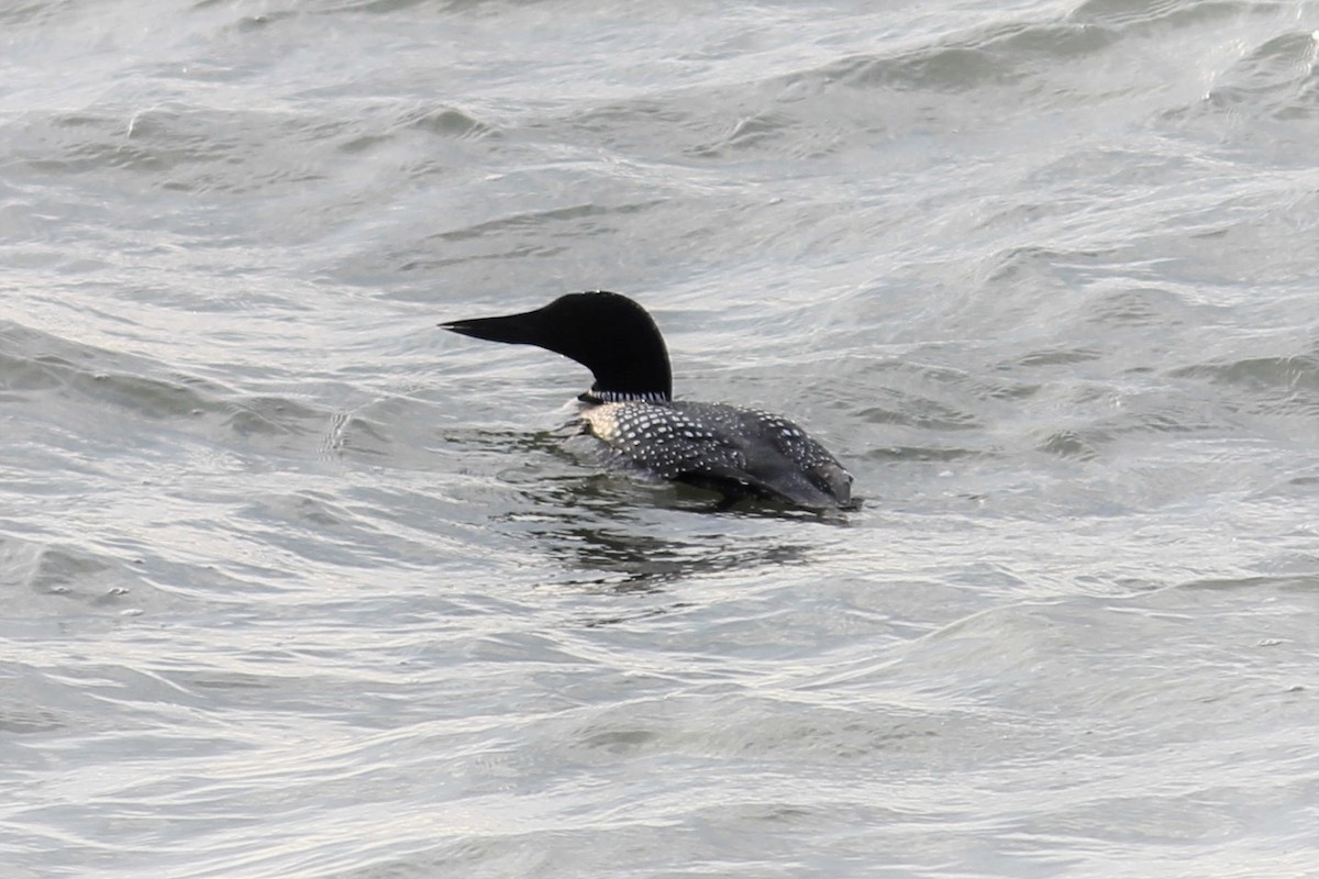 Plongeon huard - ML218575251