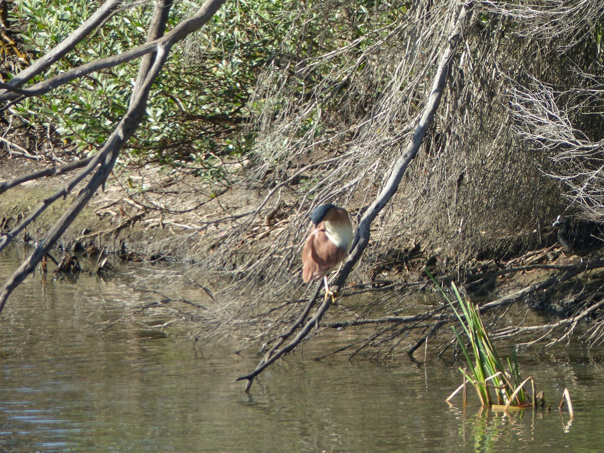 Nankeen Night Heron - Jeff Dagg