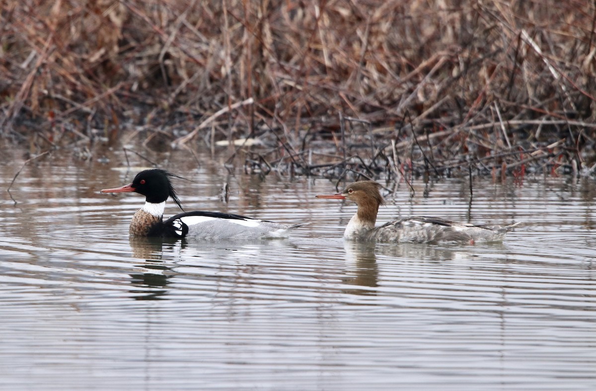 Red-breasted Merganser - Cheryl Rosenfeld