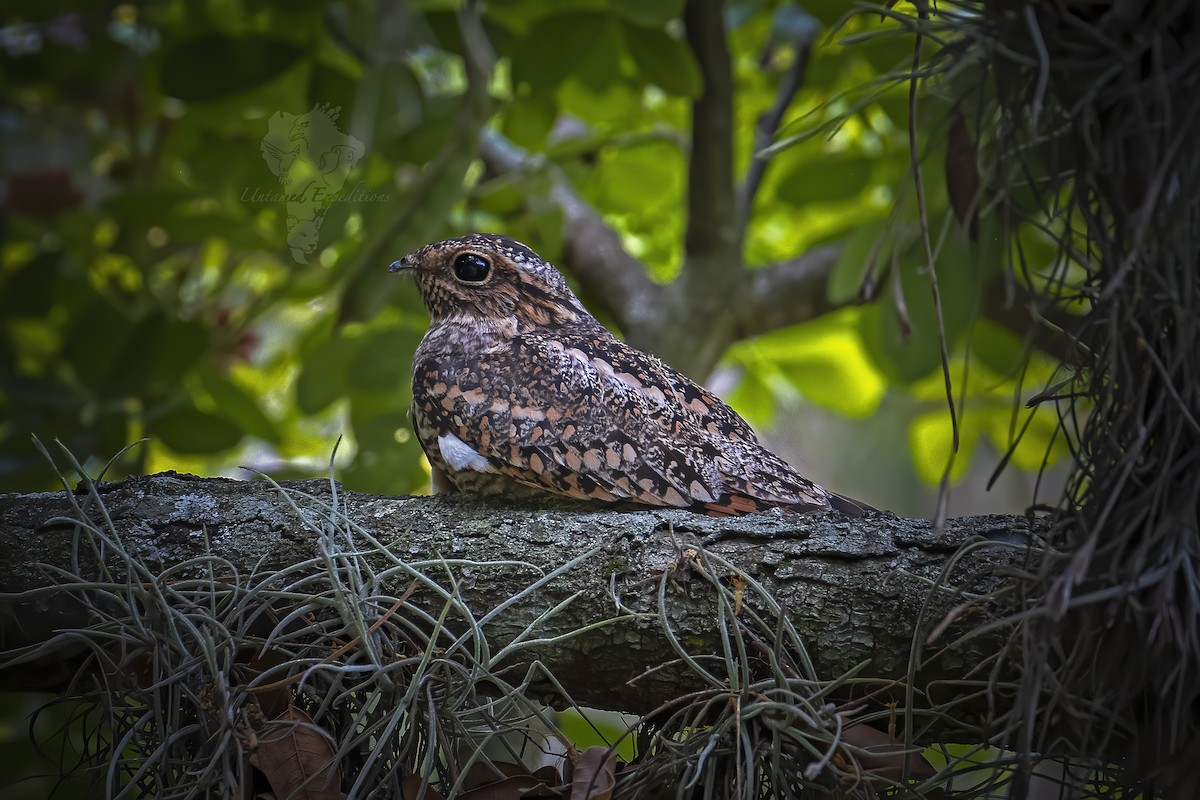 Common Nighthawk - Untamed Expeditions