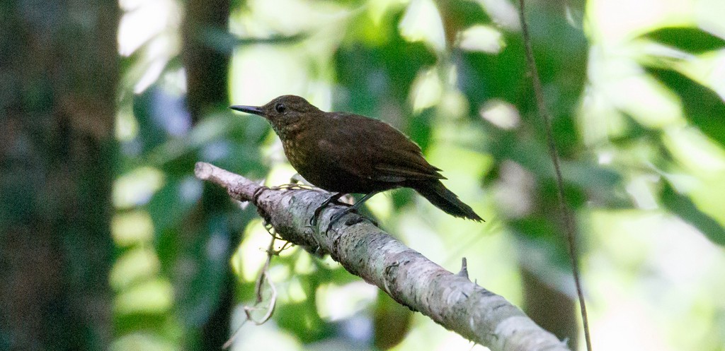 Scaly-throated Leaftosser - ML218577831