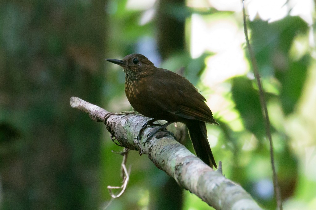 Scaly-throated Leaftosser - Rolando Chávez