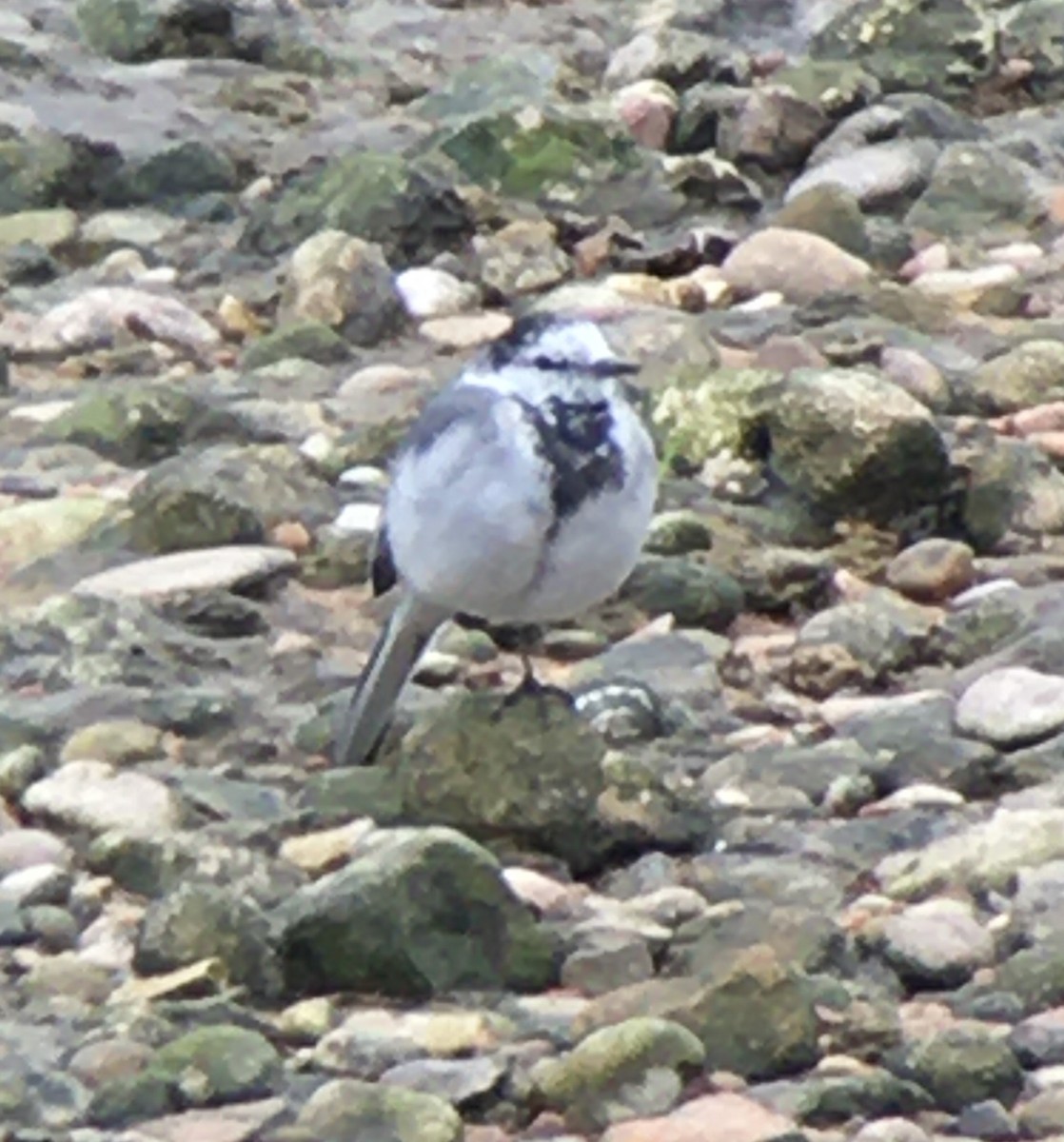White Wagtail - ML218578341