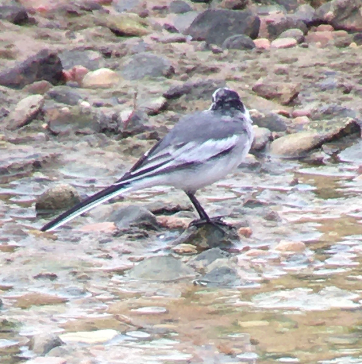 White Wagtail - ML218578371