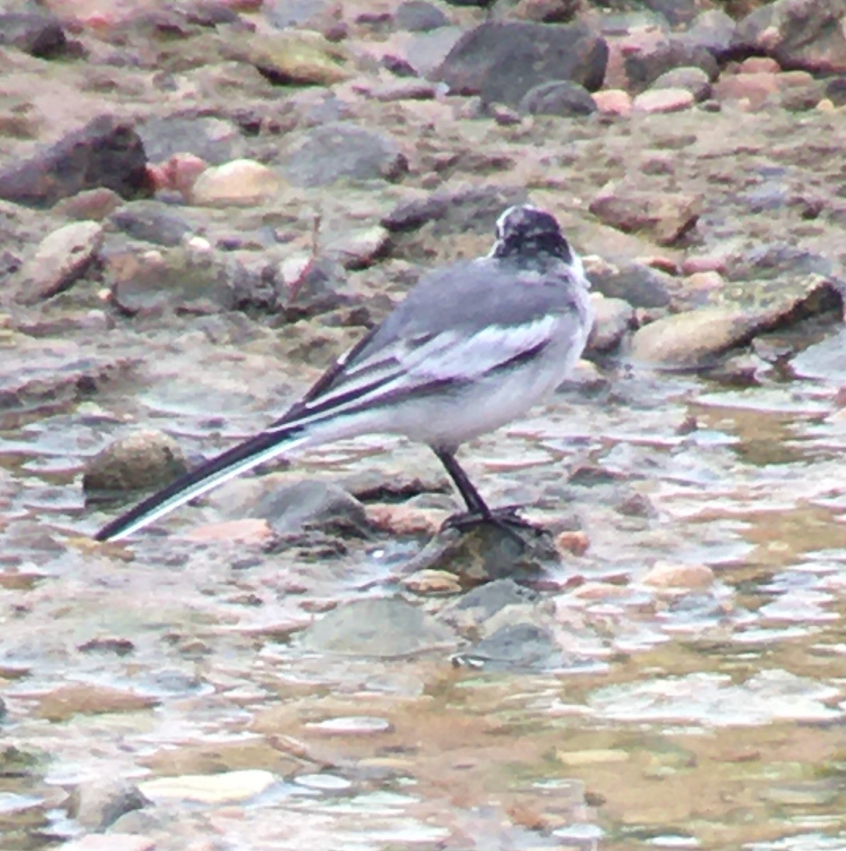 White Wagtail - Shelia Hargis