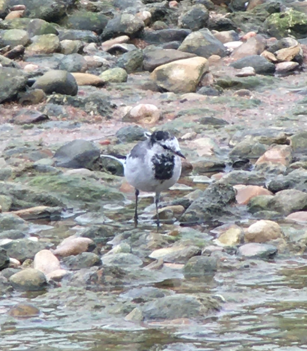 White Wagtail - ML218578411