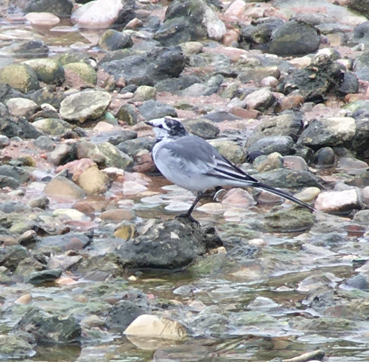White Wagtail - ML218578481