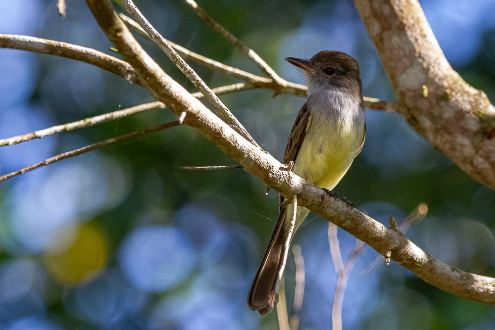 Short-crested Flycatcher - LAERTE CARDIM