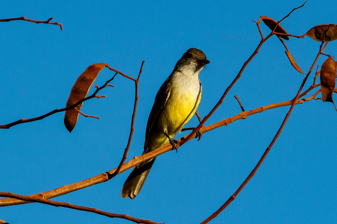 Short-crested Flycatcher - LAERTE CARDIM