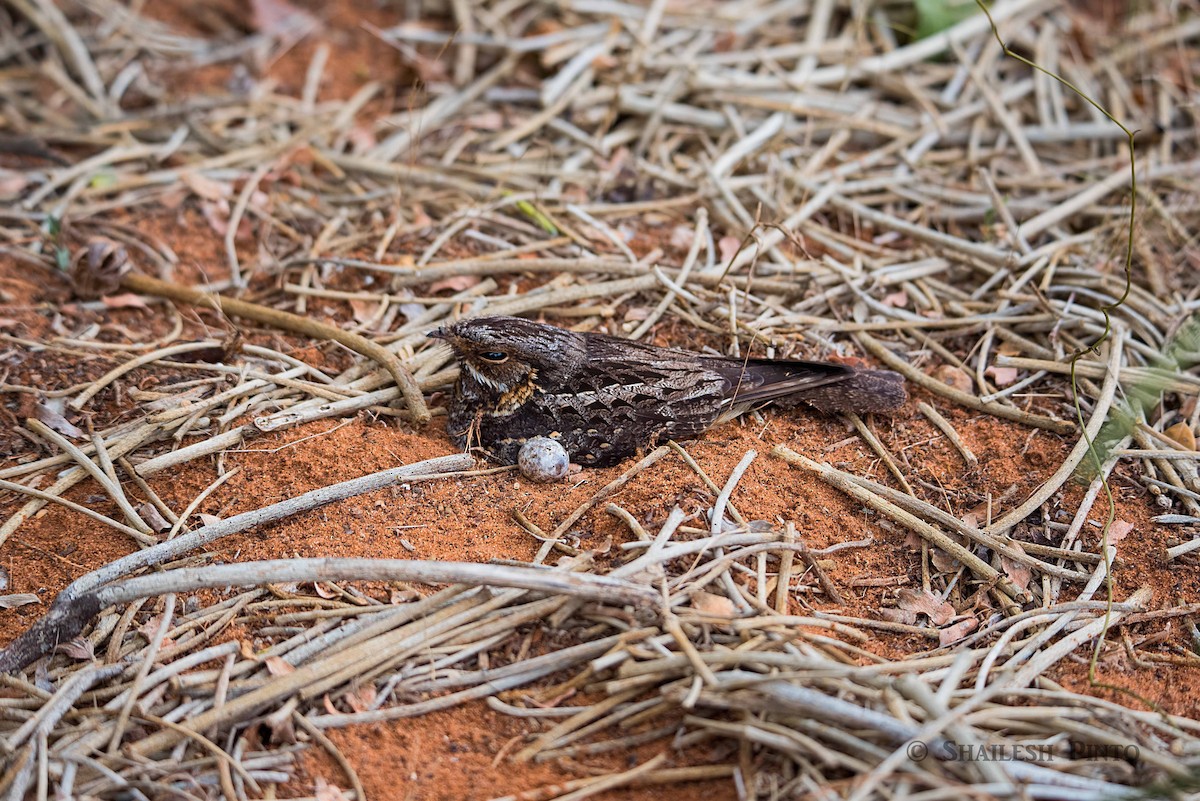 Madagascar Nightjar - ML21858071