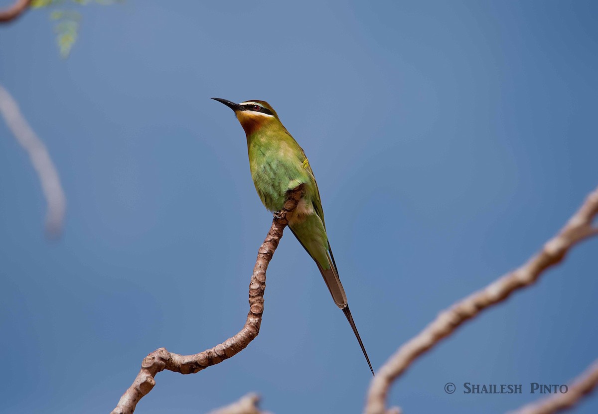 Madagascar Bee-eater - ML21858101