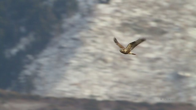 Зимняк - ML218581771