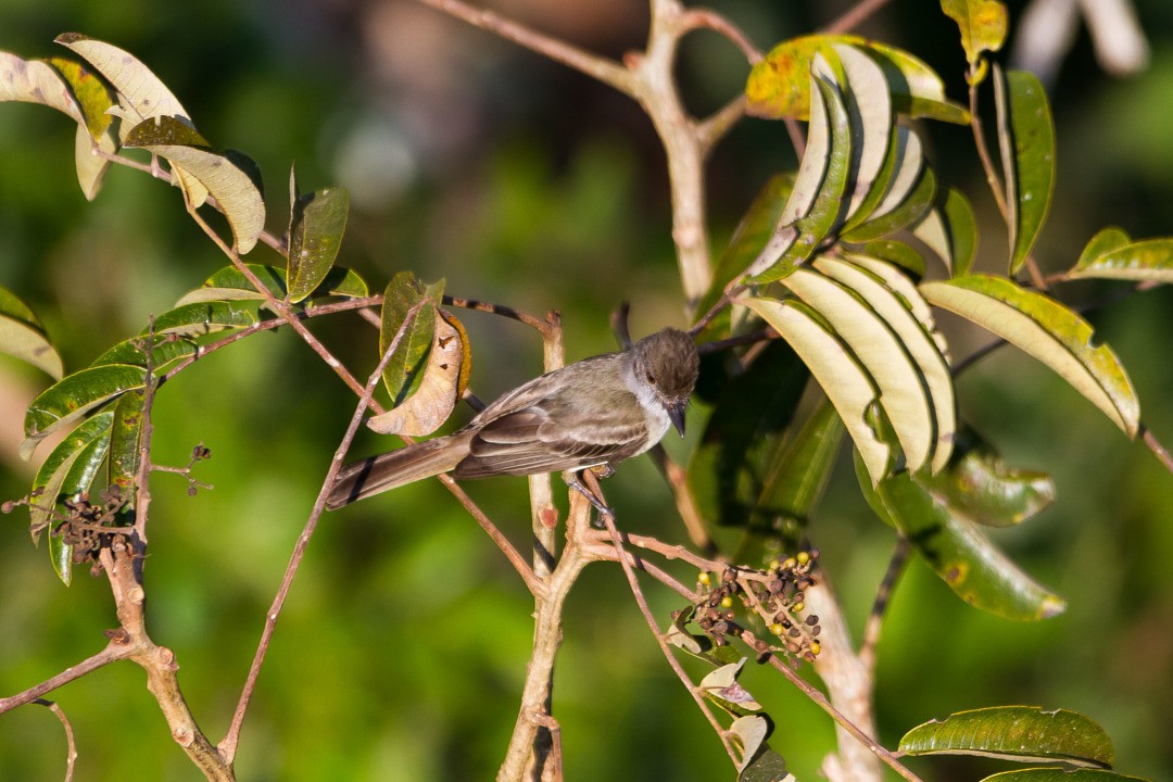 Dusky-capped Flycatcher - LAERTE CARDIM