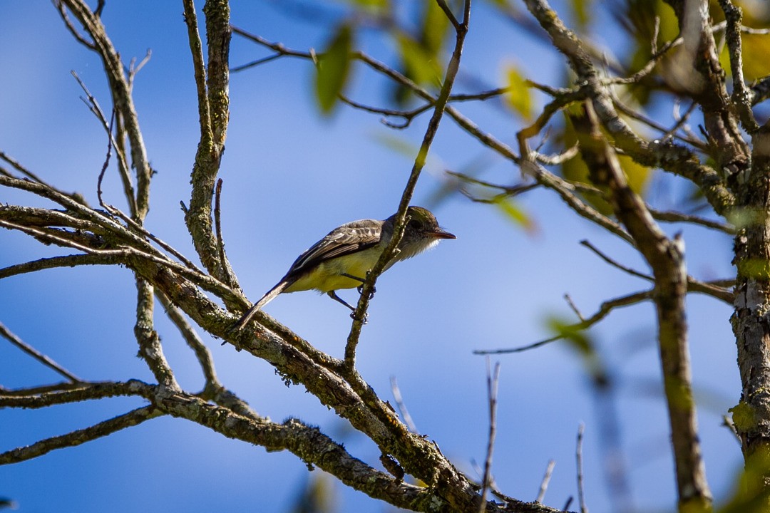 Dusky-capped Flycatcher - ML218581791