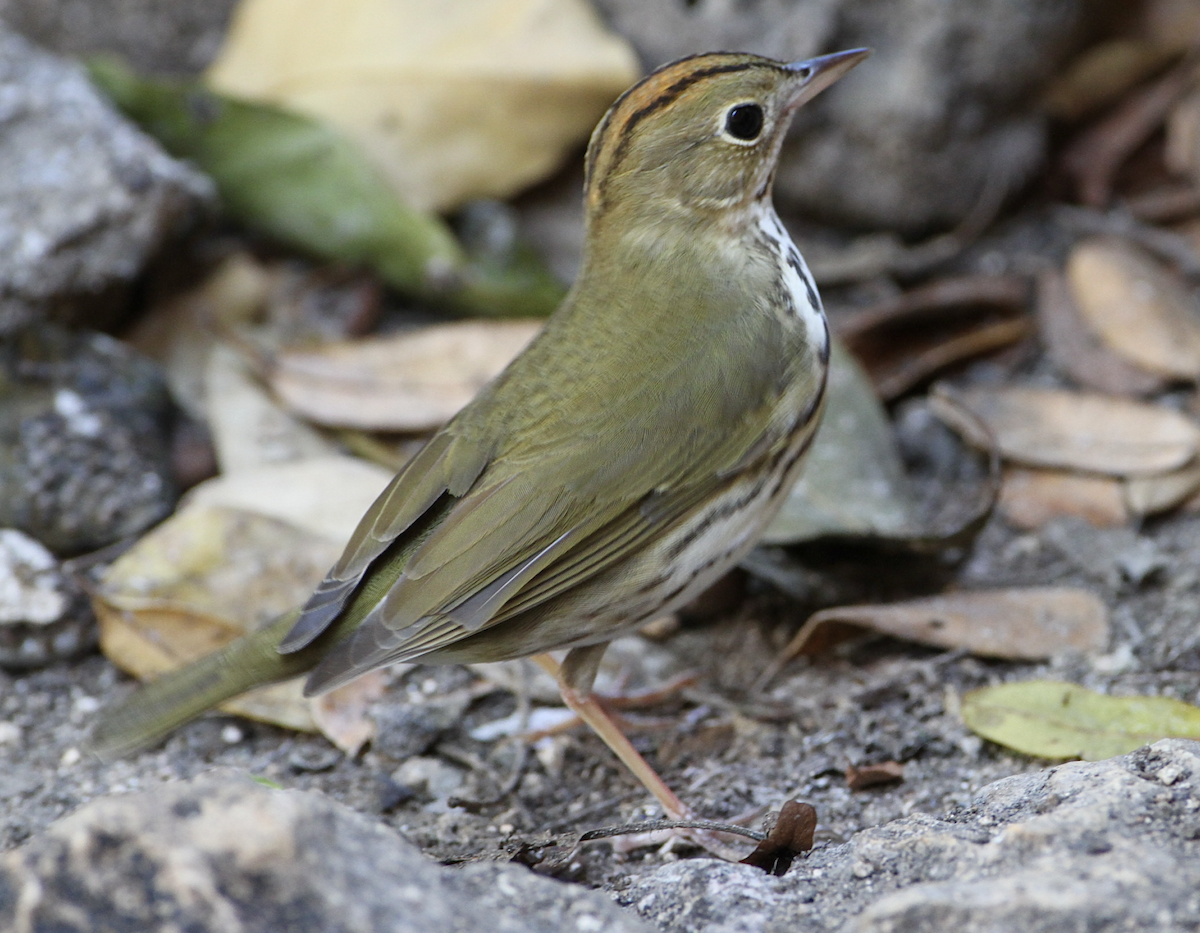 Ovenbird - ML218581921