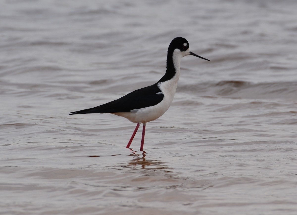 Black-necked Stilt - ML218581961