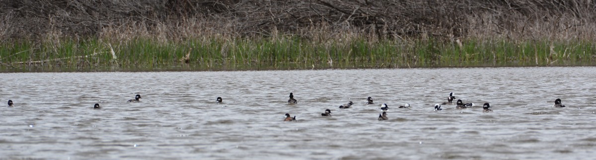 Bufflehead - ML218582221