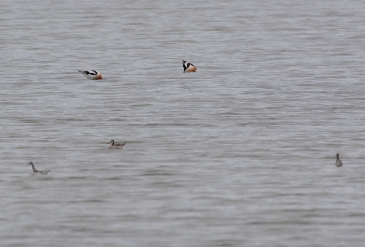 American Avocet - ML218582351